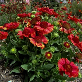 Гайлардия гибридная (Gaillardia x hybrida)