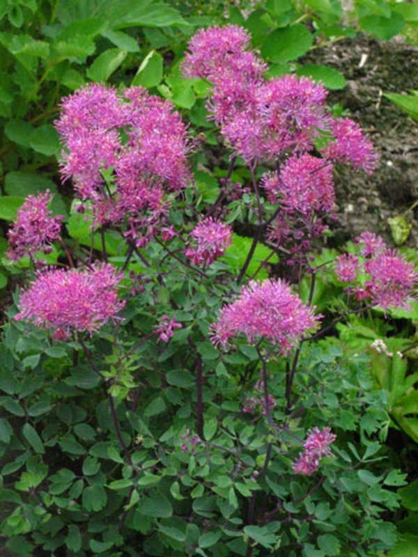 Василистник водосборолистный Пурпуреум (Thalictrum aquilegiifolium 'Purpureum')
