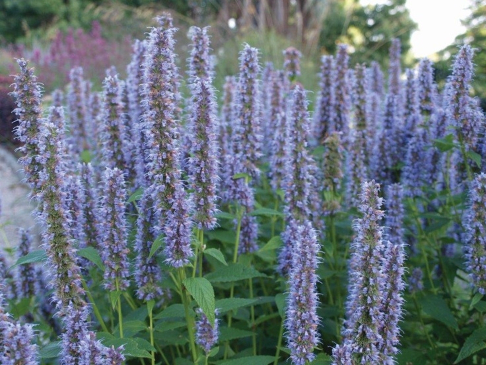 Агастахе гибридная Блу Форчун (Agastache 'Blue Fortune')