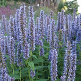 Агастахе гибридная Блу Форчун (Agastache 'Blue Fortune')