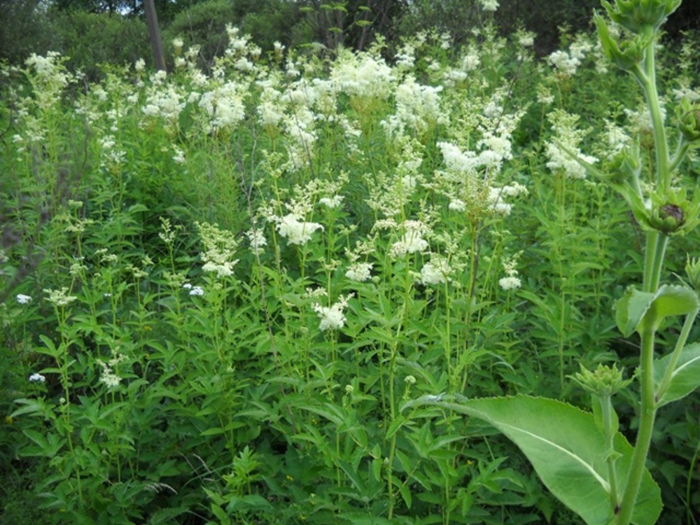 Лабазник вязолистный (Filipendula ulmaria)
