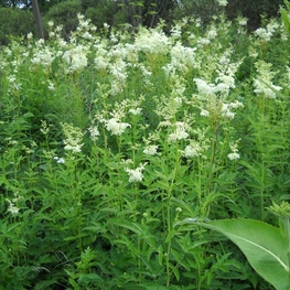 Лабазник вязолистный (Filipendula ulmaria)
