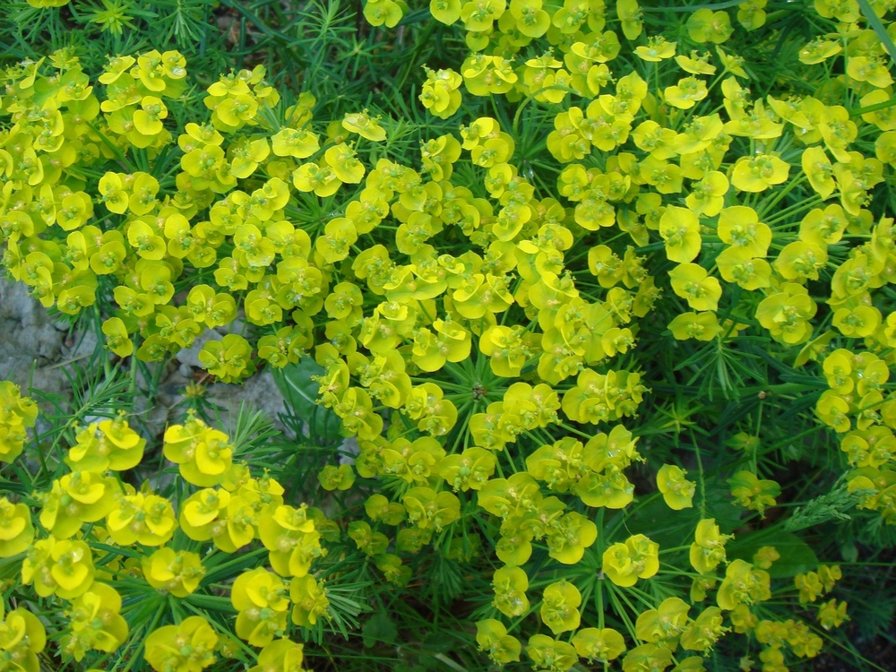 Молочай кипарисовый (Euphorbia cyparissias)