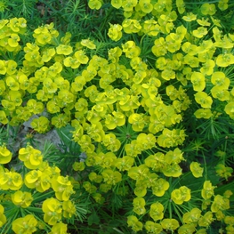 Молочай кипарисовый (Euphorbia cyparissias)