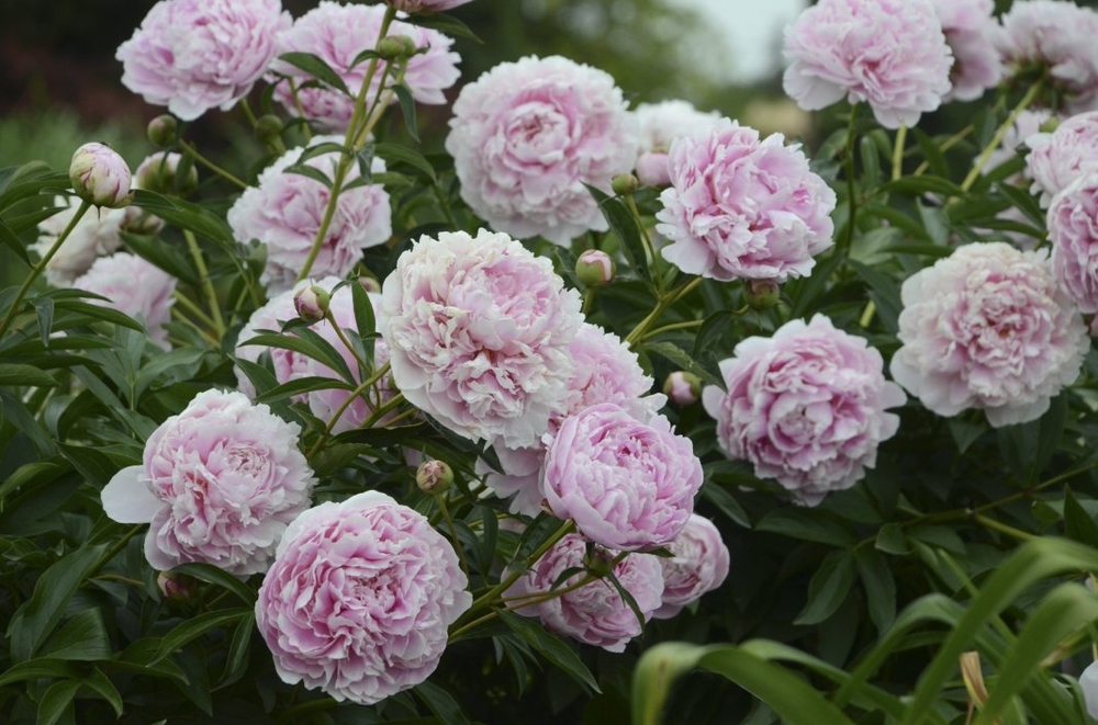 Пион молочноцветковый (Paeonia lactiflora)