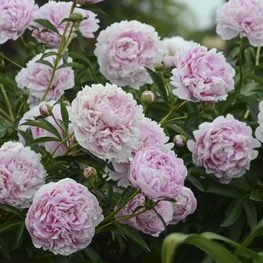 Пион молочноцветковый (Paeonia lactiflora)