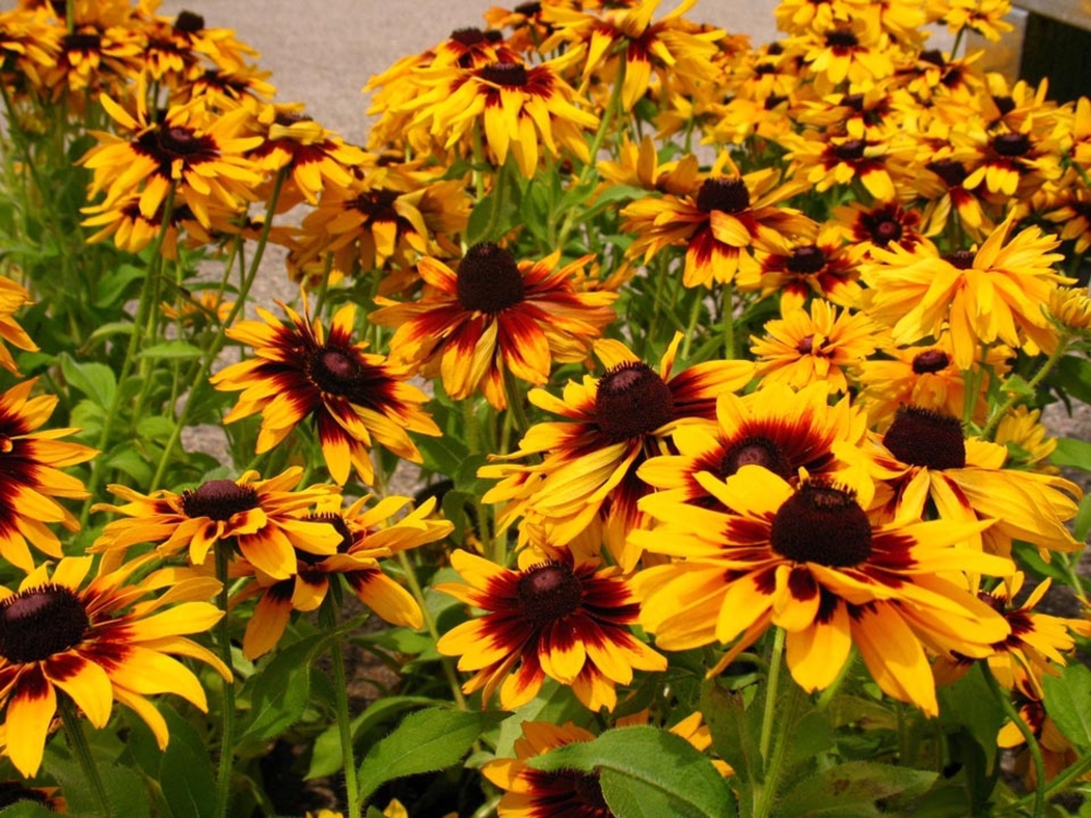 Рудбекия волосистая (Rudbeckia hirta)