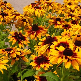 Рудбекия волосистая (Rudbeckia hirta)