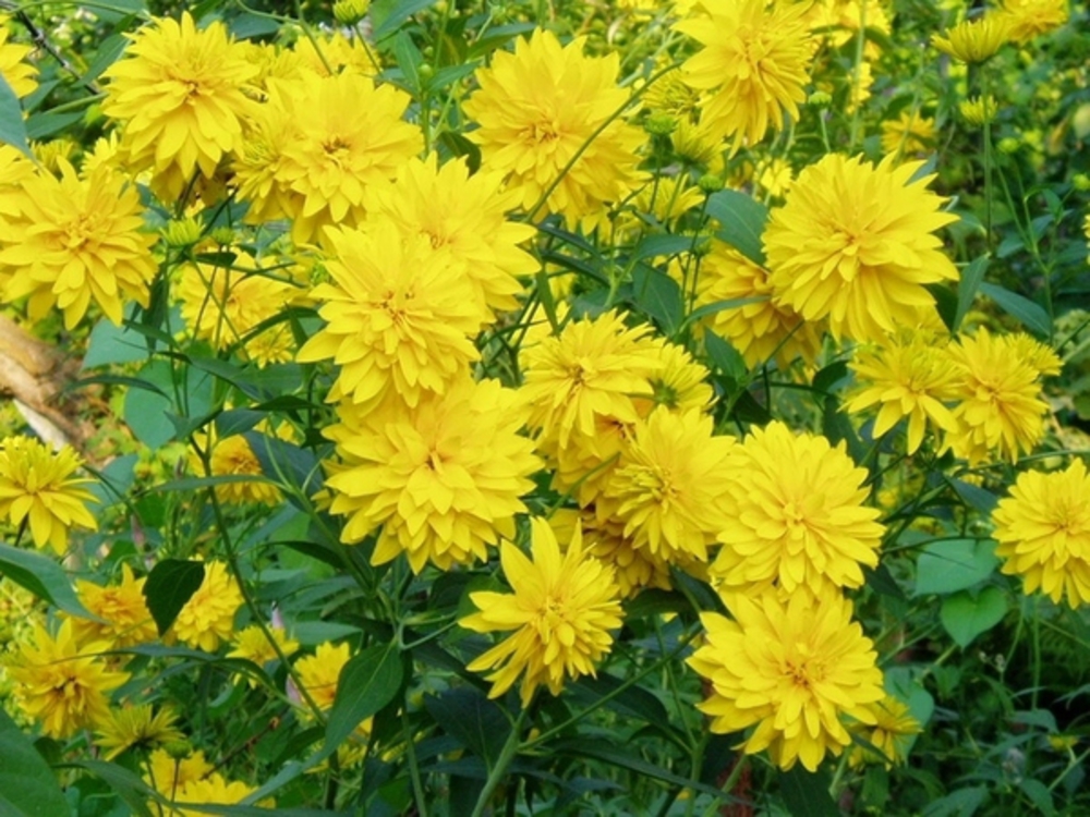 Рудбекия рассеченная (Rudbeckia laciniata)