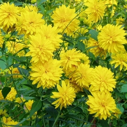 Рудбекия рассеченная (Rudbeckia laciniata)