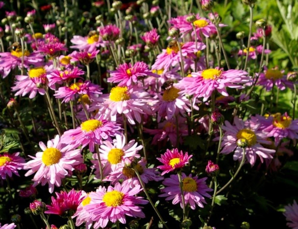 Хризантема корейская Хебе (Chrysanthemum x hortorum 'Hebe')
