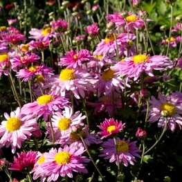 Хризантема корейская Хебе (Chrysanthemum x hortorum 'Hebe')