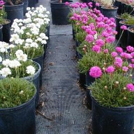 Армерия приморская (Armeria maritima)