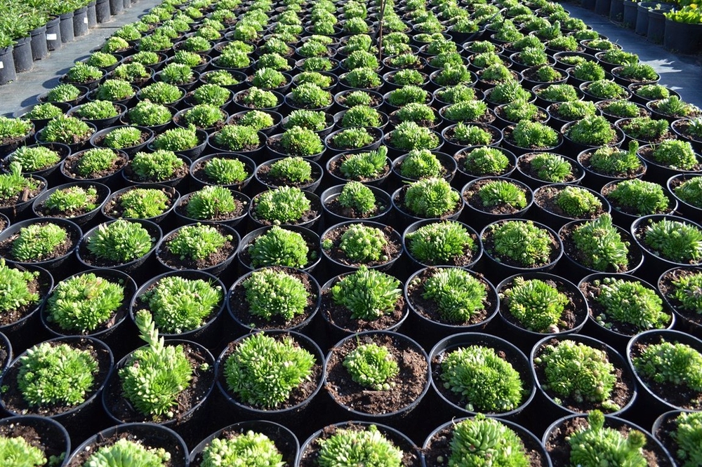 Молодило кровельное (Sempervivum tectorum)