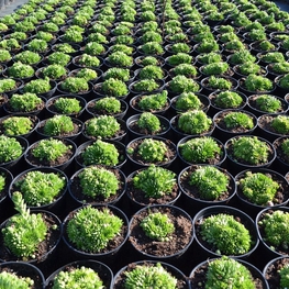 Молодило кровельное (Sempervivum tectorum)