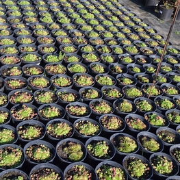 Молодило кровельное (Sempervivum tectorum)