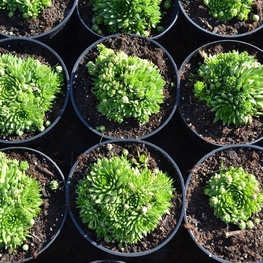 Молодило кровельное (Sempervivum tectorum)