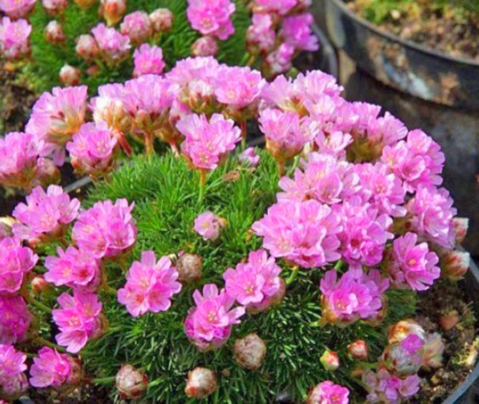 Армерия дернистая (Armeria caespitosa)