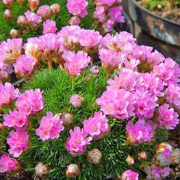Армерия дернистая (Armeria caespitosa)