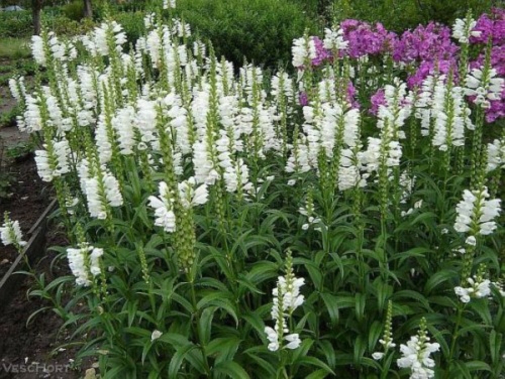Физостегия виргинская (Physostegia virginiana)