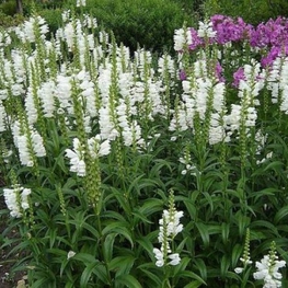 Физостегия виргинская (Physostegia virginiana)