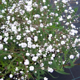 Гипсофила метельчатая Сноуфлейк (Gypsophila paniculata 'Snowflake')