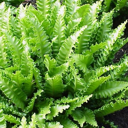 Папоротник Листовик сколопендровый (Phyllitis scolopendrium)