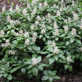Пахизандра верхушечная (Pachysandra terminalis)
