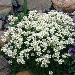 Иберис вечнозеленый (Iberis sempervirens)