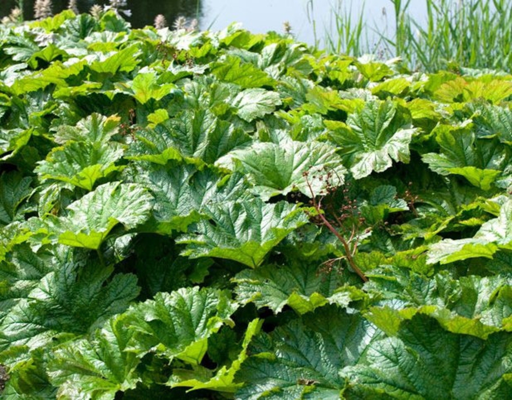 Дармера щитовидная (Darmera peltata)