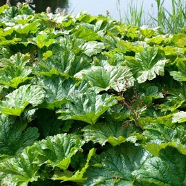 Дармера щитовидная (Darmera peltata)