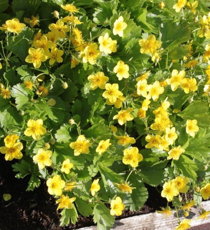 Вальдштейния тройчатая (Waldsteinia ternata)