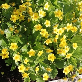 Вальдштейния тройчатая (Waldsteinia ternata)