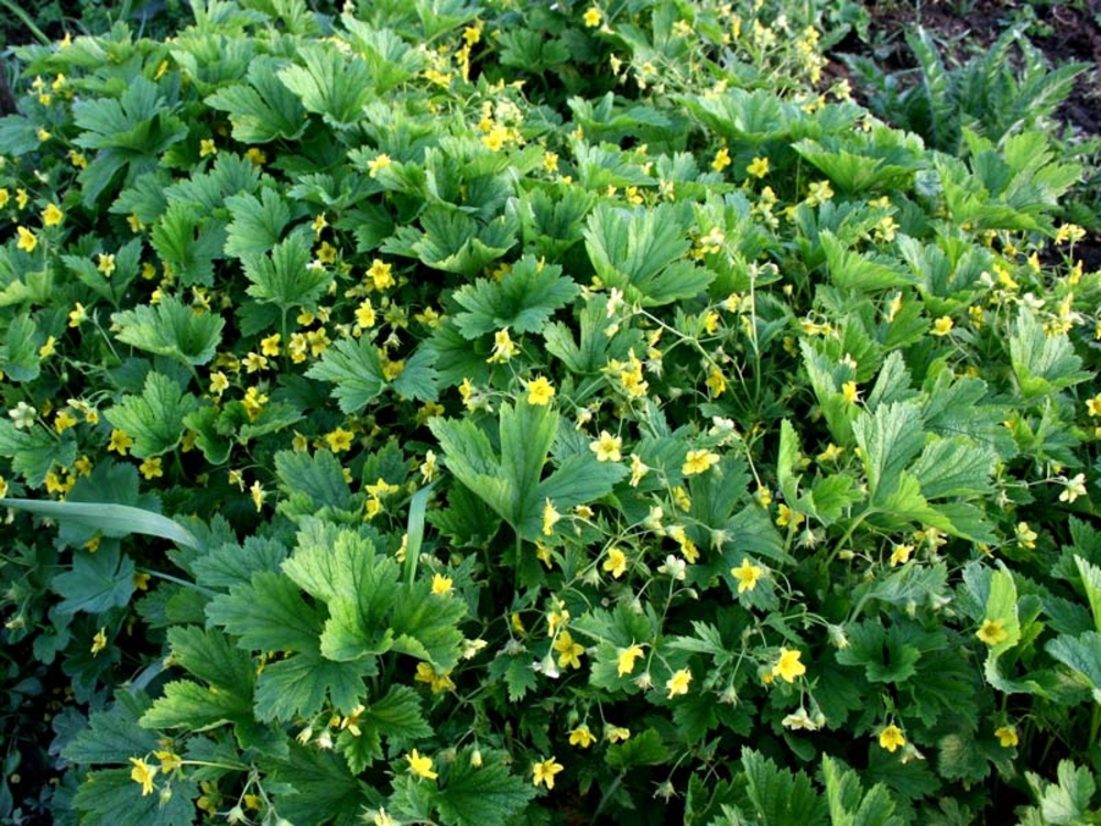 Вальдштейния гравилатовидная (Waldsteinia geoides)
