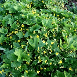 Вальдштейния гравилатовидная (Waldsteinia geoides)