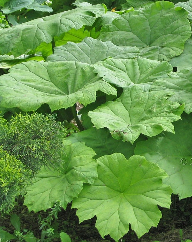 Астильбоидес пластинчатый (Astilboides tabularis)