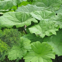 Астильбоидес пластинчатый (Astilboides tabularis)