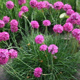 Армерия приморская Перфекта (Armeria maritima 'Perfecta')