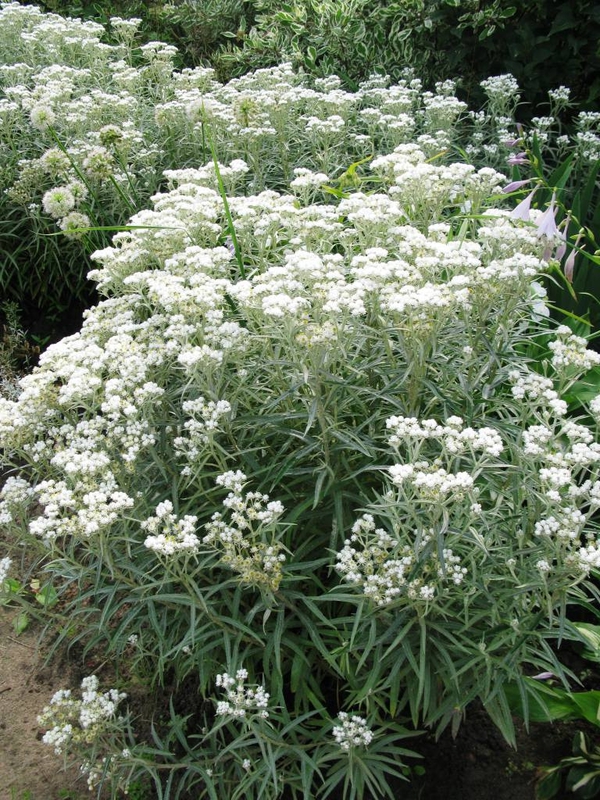 Анафалис жемчужный (Anaphalis margaritacea)