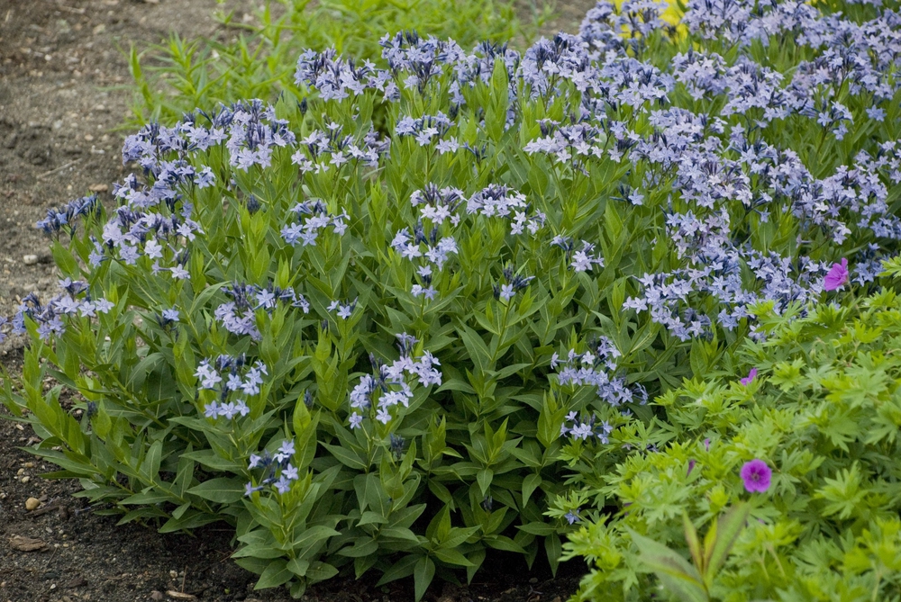 Амсония Блю Айс (Amsonia 'Blue Ice')