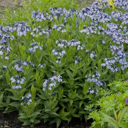 Амсония Блю Айс (Amsonia 'Blue Ice')