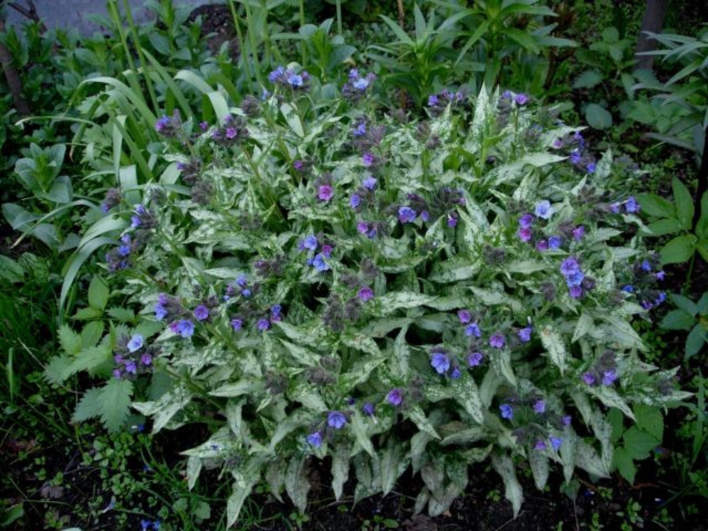 Медуница длиннолистная Диана Клэр (Pulmonaria longifolia 'Diana Clare')