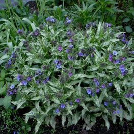 Медуница длиннолистная Диана Клэр (Pulmonaria longifolia 'Diana Clare')