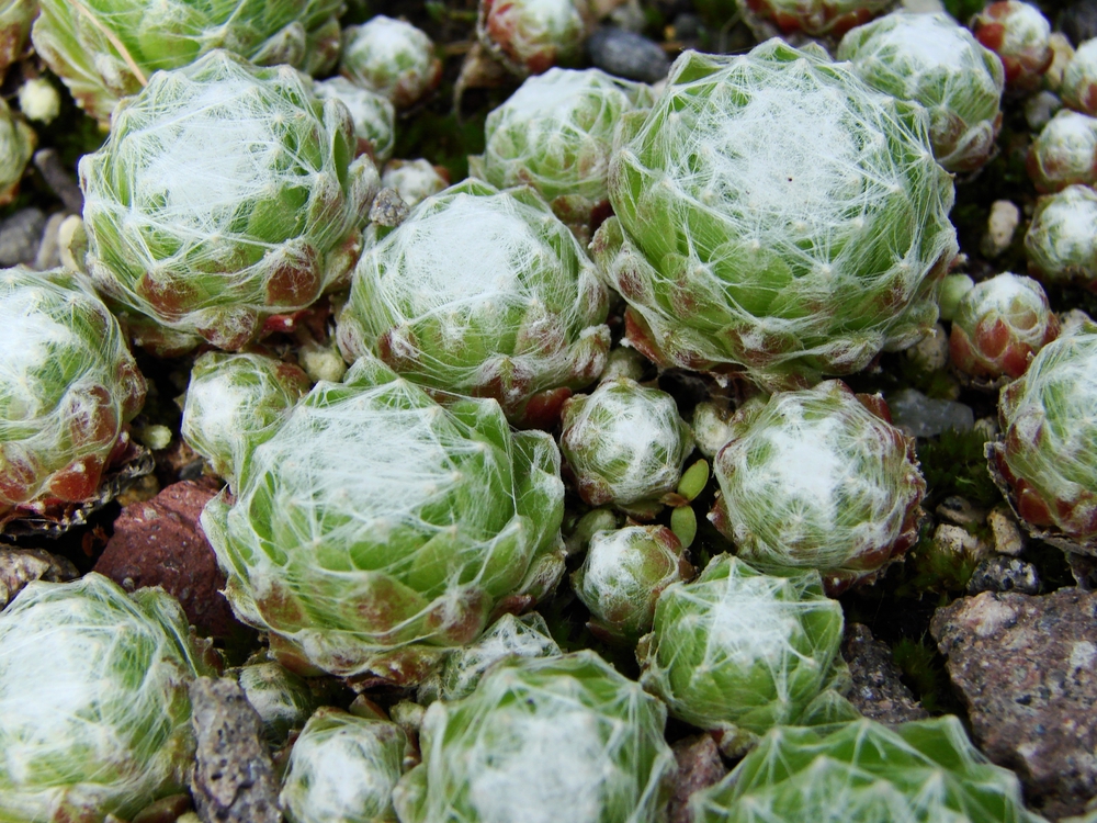 Молодило паутинистое (Sempervivum arachnoideum)