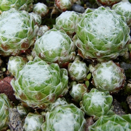 Молодило паутинистое (Sempervivum arachnoideum)