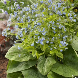 Бруннера крупнолистная (Brunnera macrophylla)