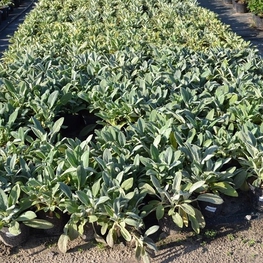 Чистец шерстистый (Stachys byzantina)