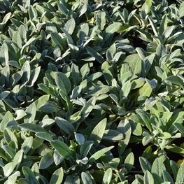 Чистец шерстистый (Stachys byzantina)