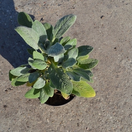 Чистец шерстистый (Stachys byzantina)