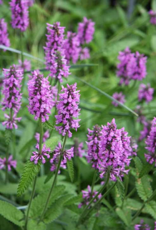 Чистец Монье Хуммело (Stachys monnieri 'Hummelo')